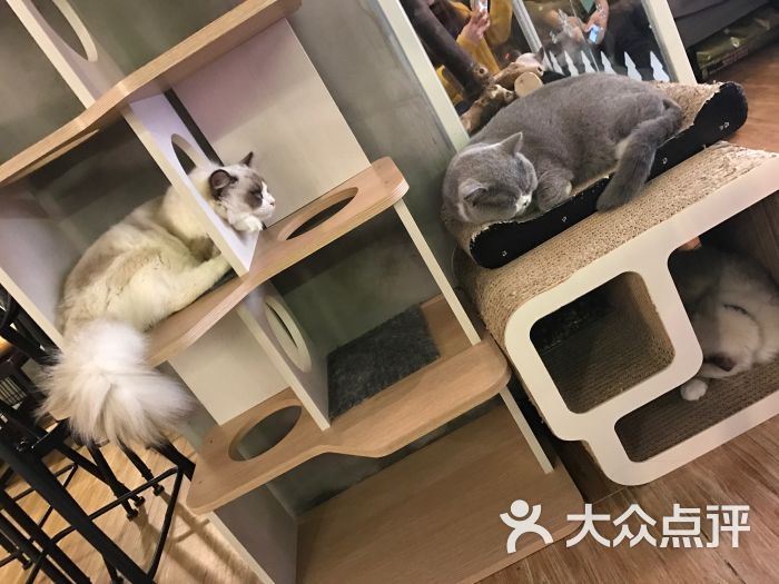 就是这样的喵meow cafe(猫主题餐吧/猫咖啡店)图片 - 第12张