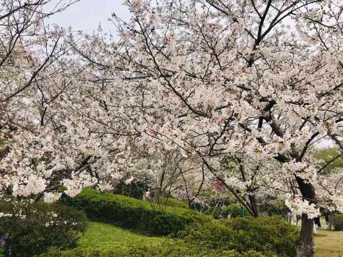 中日友好樱花园"很开心出来玩99特别喜欢花94香气萦绕.