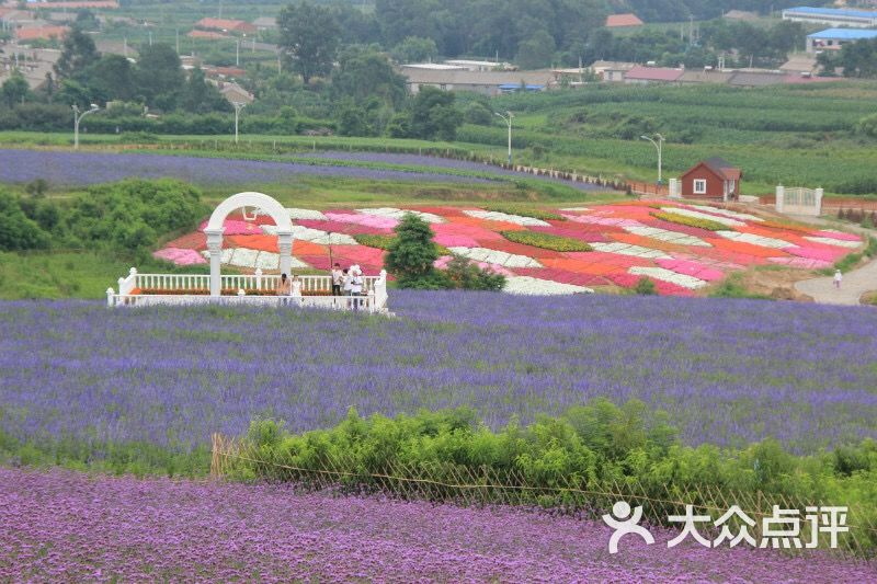 紫云花汐薰衣草庄园-图片-大连周边游-大众点评网