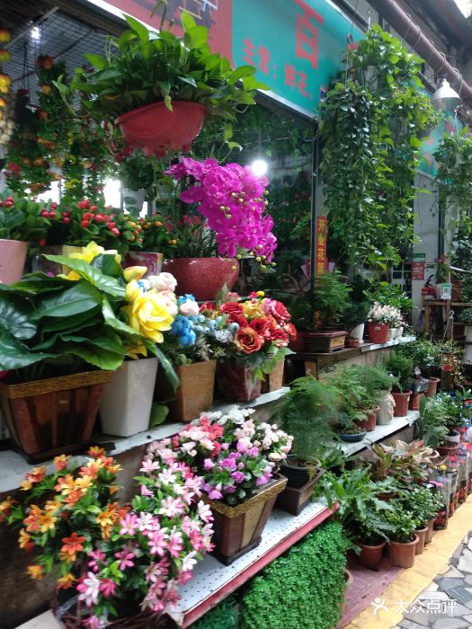 花卉鱼鸟市场-图片-深圳购物-大众点评网