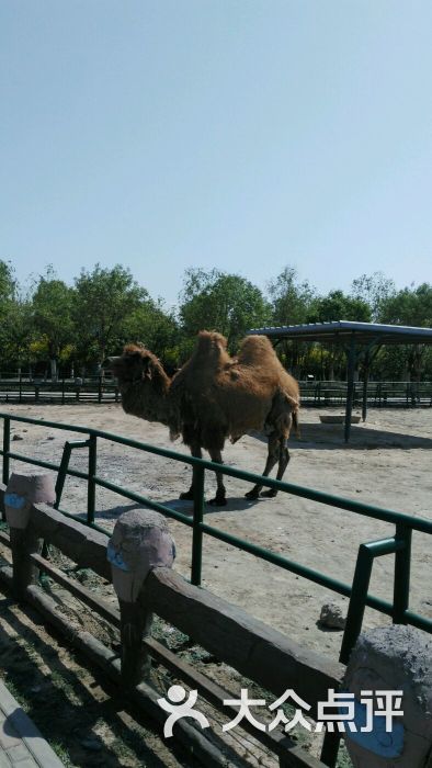 光合谷动物园-图片-天津周边游-大众点评网