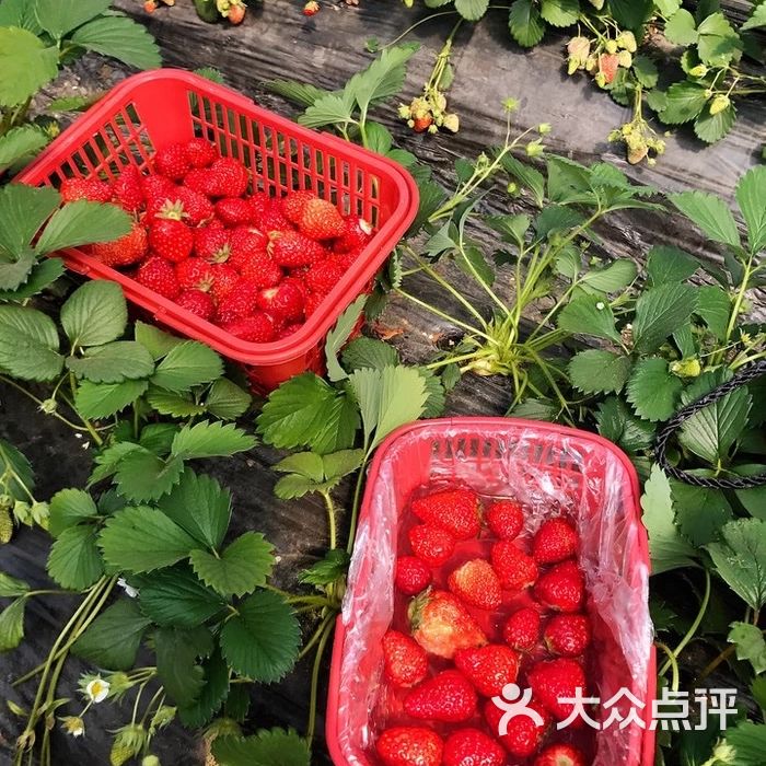 台湾奶油草莓园