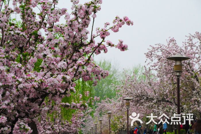 海棠花溪景点图片 - 第423张