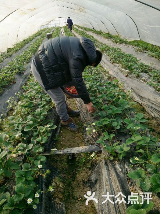 宏海奶油草莓采摘园-图片-长丰县休闲娱乐-大众点评网