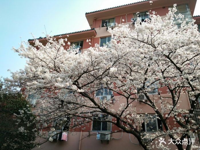 无锡太湖学院宿舍楼下的樱花超级美!图片 - 第171张