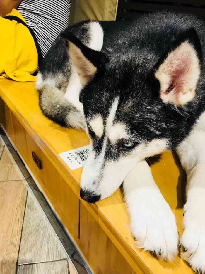狗富贵宠物奶茶店·狗狗主题-"我真的太爱这个店了 .