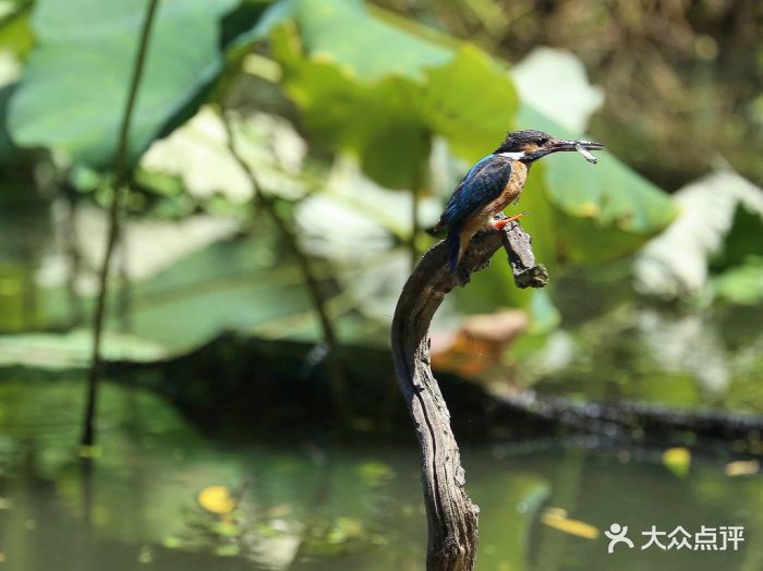 新江湾湿地生态观鸟拍鸟基地图片 第61张