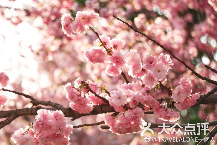 天适樱花悠乐园图片 第2张