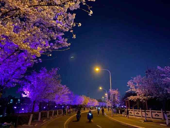 樱花园-"淮安樱花园位于淮安市承德北路黄河桥北,古.