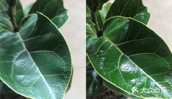 小叶榕的种植方法有谁懂?