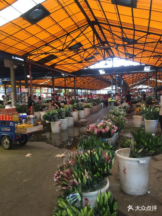 花地花鸟鱼虫批发市场-图片-广州购物-大众点评网