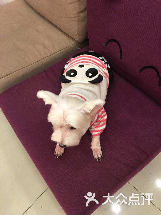 北京宠爱国际动物医院-图片-北京宠物-大众点评