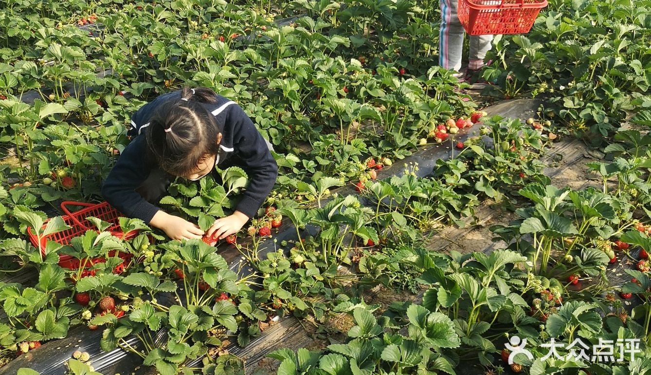 草莓采摘