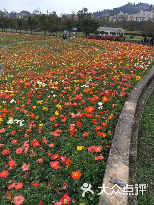 花舞人间-图片-新津县周边游-大众点评网