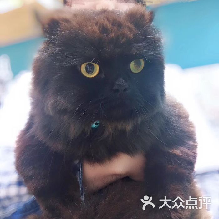 猫公爵猫活体售卖美容寄养