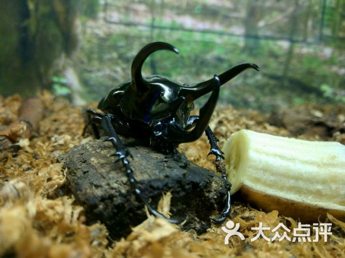 上海大自然野生昆虫馆图片 第2865张