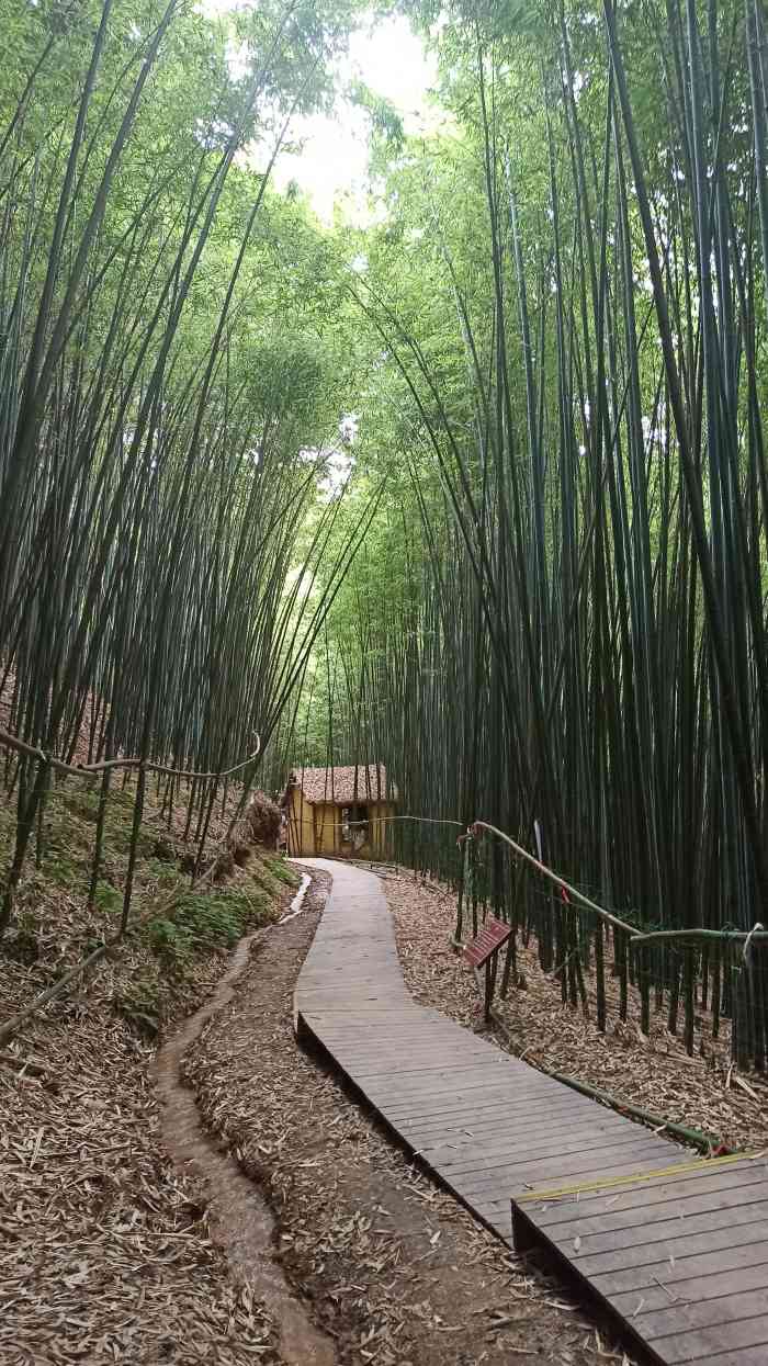 西安鲸鱼沟竹海风景区