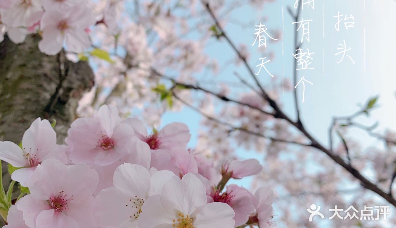 春日限定|樱花绽放时