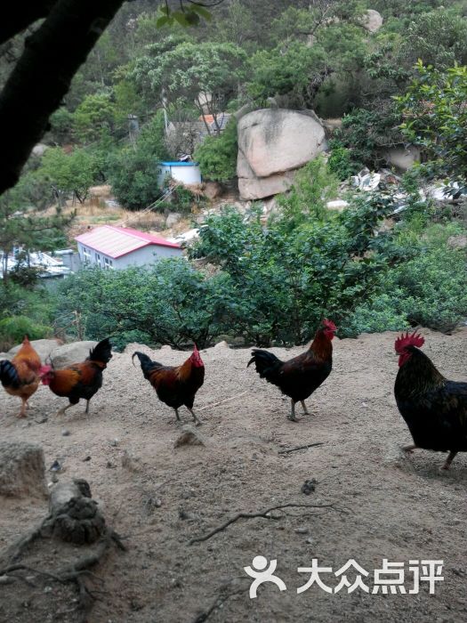 崂山北宅正宗散养山公鸡 土鸡蛋自由觅食……图片 - 第2张