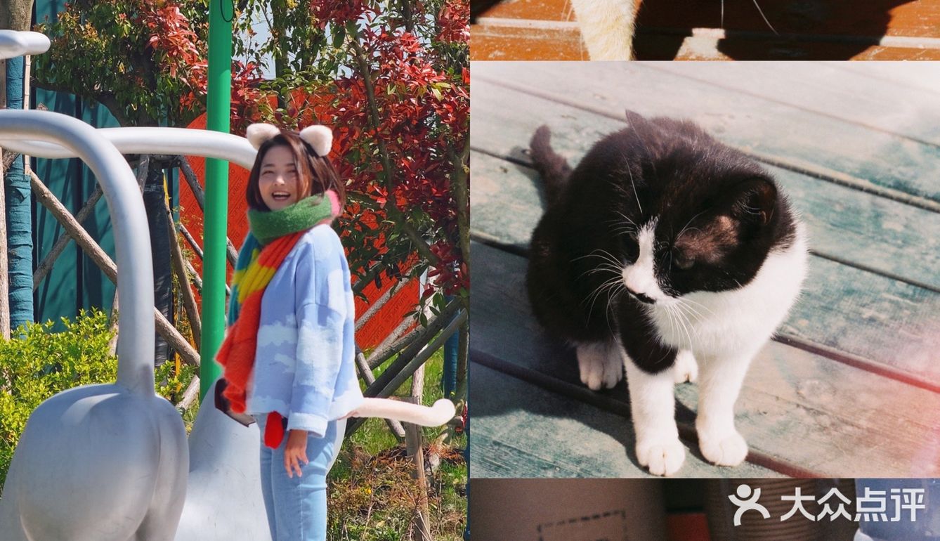 淮安旅游除日本猫岛以外吸猫自由的肥猫岛