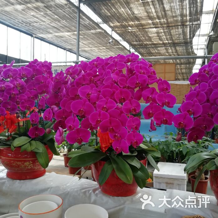 曹庄子花卉市场图片-北京花店-大众点评网