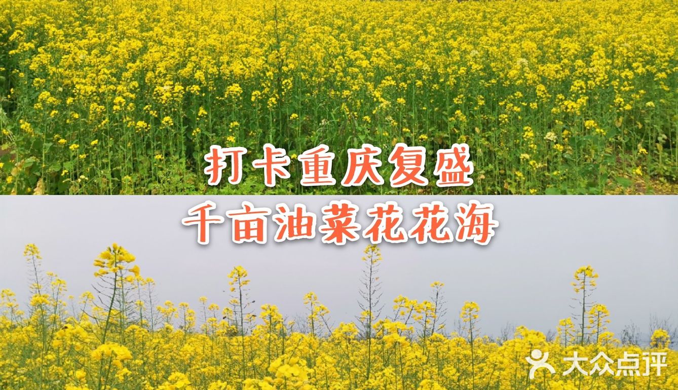 3月重庆复盛千亩油菜花海一片金黄