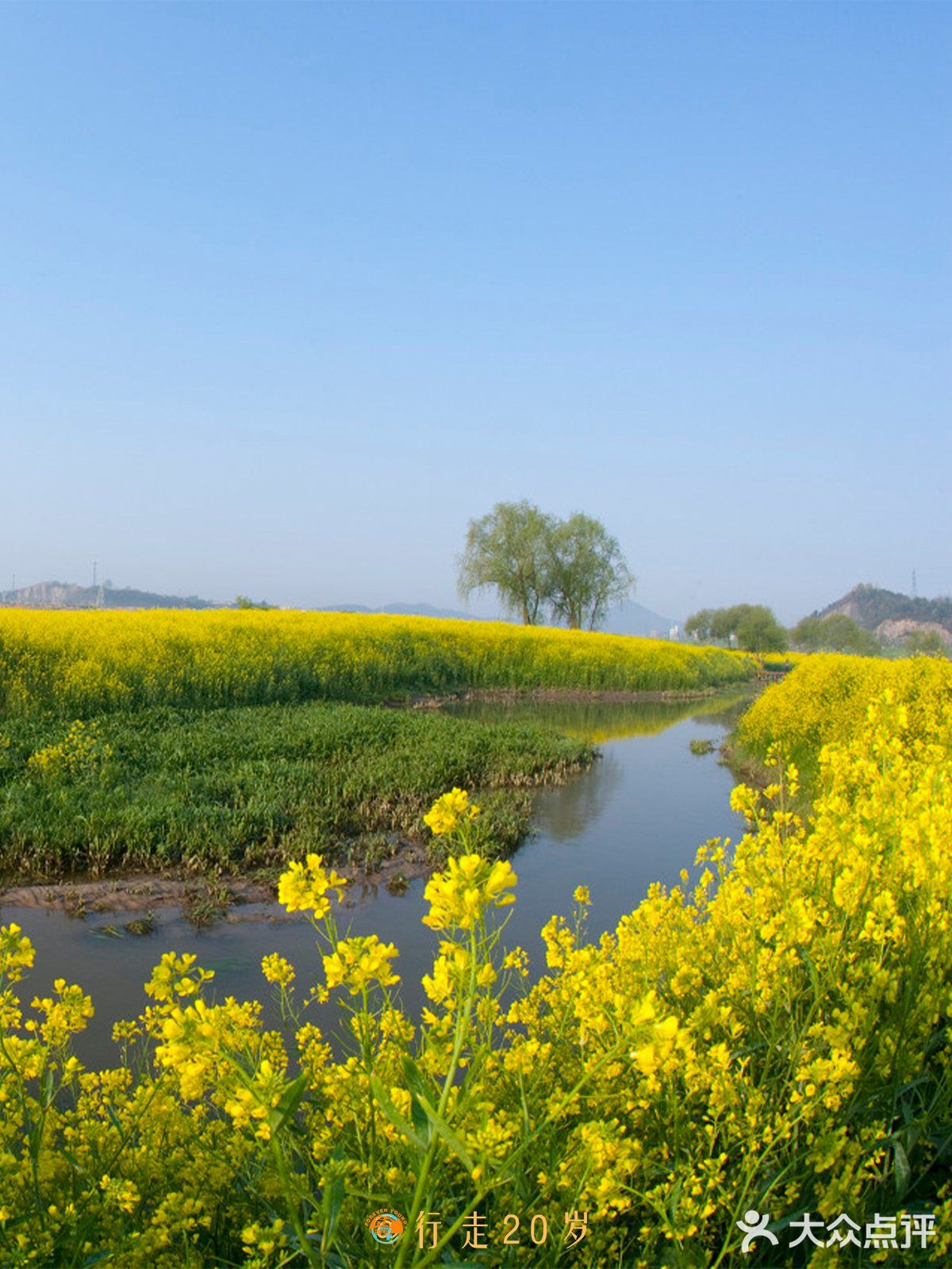 大吉沙岛|春季油菜花观赏拍照好去处!