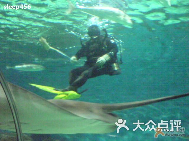 这才是牛头鲨!图片-北京海洋馆-大众点评网