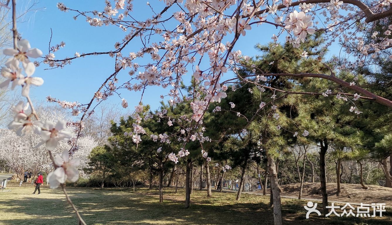 不知何时花开成片,是樱花,是桃花,是杏花