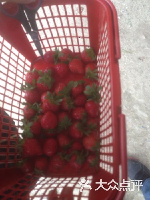 北北草莓采摘园-图片-广州景点-大众点评网