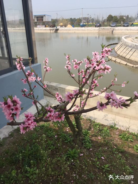 桃花岛农家乐-图片-太仓休闲娱乐-大众点评网