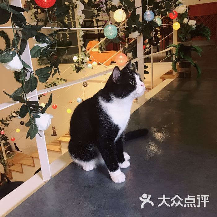 猫咪有约猫主题咖啡厅的点评