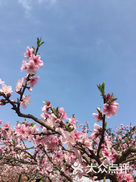 龙泉桃花沟-图片-成都休闲娱乐-大众点评网