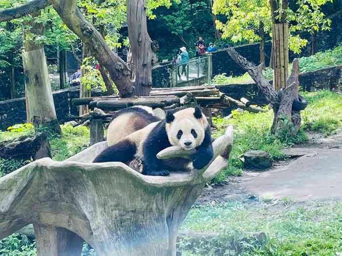 都江堰中华大熊猫苑-"以前只知道成都大熊猫繁育基地