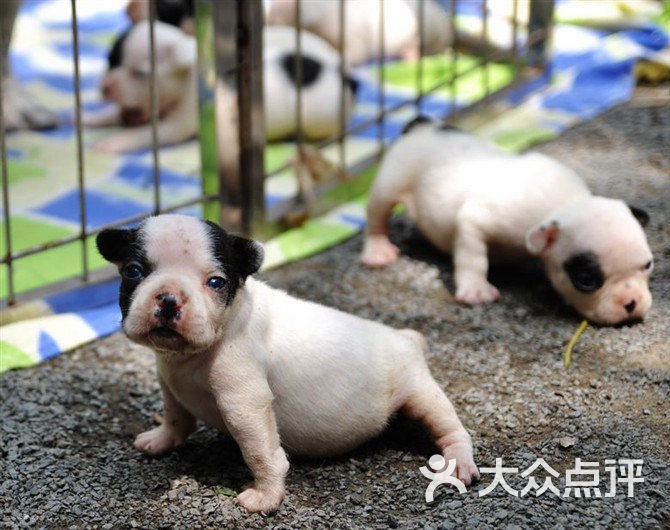 诚骏名犬养殖场-小法斗 优质纯血统图片-广州宠物-大众点评网