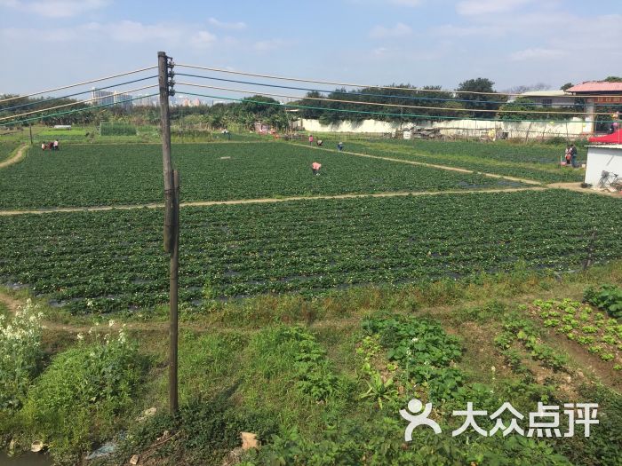万胜围草莓园-图片-广州景点