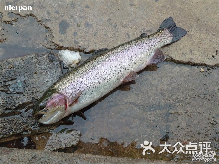 三文彩虹鳟鱼庄三文鱼 图片-北京云南菜-大众点评网