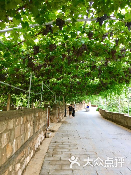 葡萄沟风景区-图片-昌黎县周边游-大众点评网