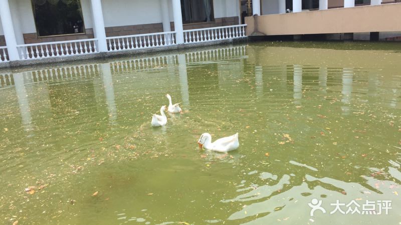桃城度假村-图片-上海酒店-大众点评网