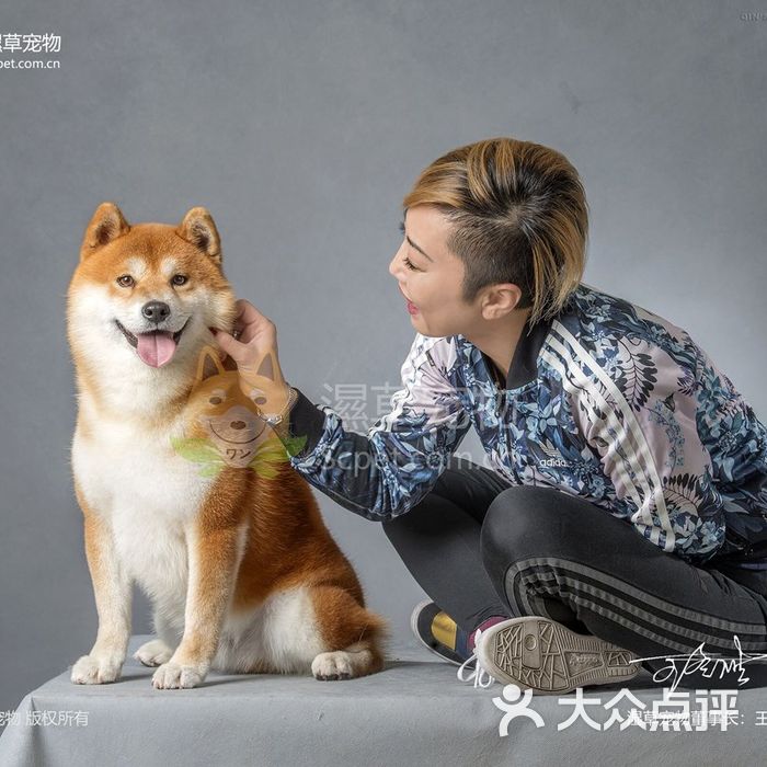 湿草宠物·日本柴犬俱乐部图片-北京宠物店-大众点评网