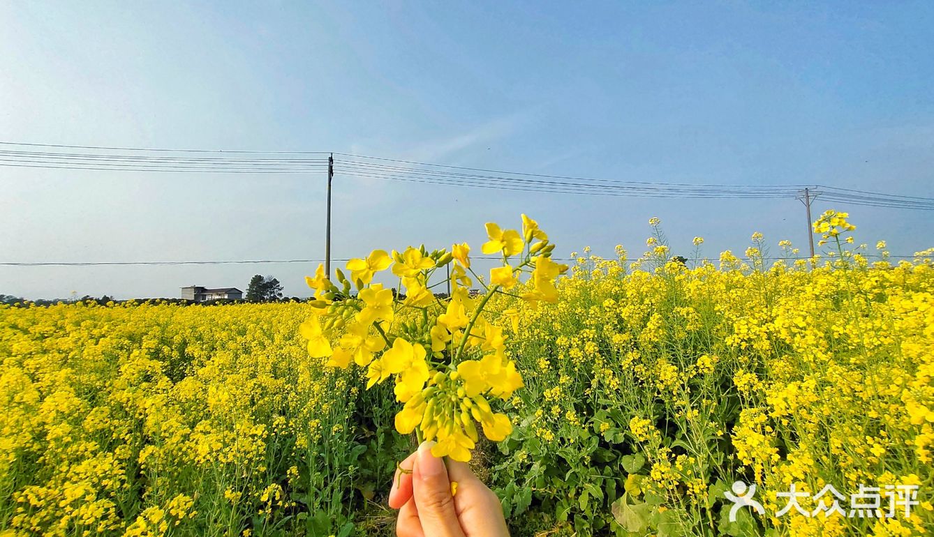 二月份的油菜花海