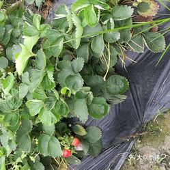 【欢乐草莓园】电话,地址,价格,营业时间(图) - 