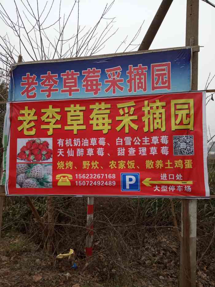 老李草莓采摘园-"这家农场的卖点是,在他们家的草莓地