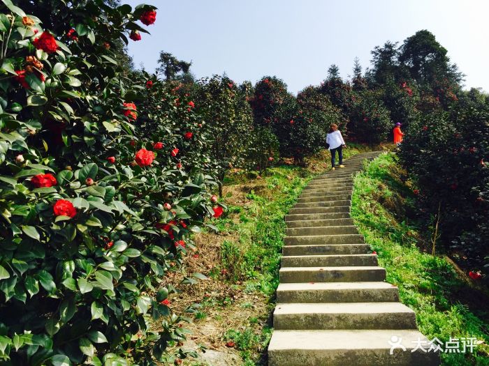 龙茶花海图片