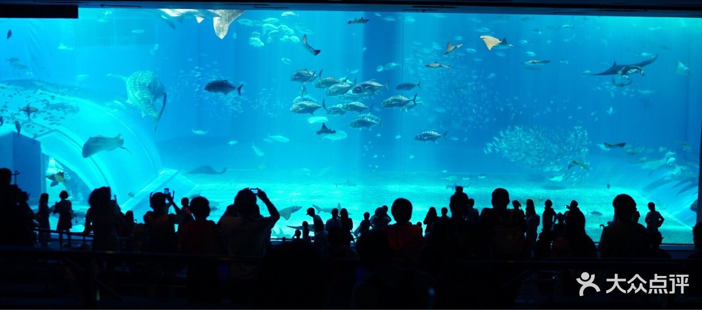 冲绳美丽海水族馆图片 第1172张