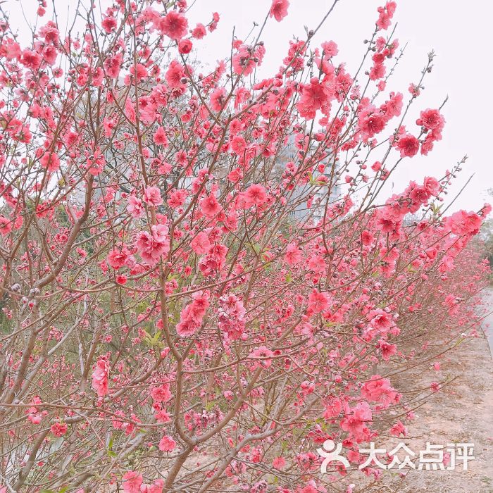 石马桃花公园-景点图片-广州景点/周边游-大众点评网