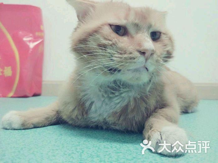 纳吉亚动物医院(东门店)(东门店)-图片-成都宠物