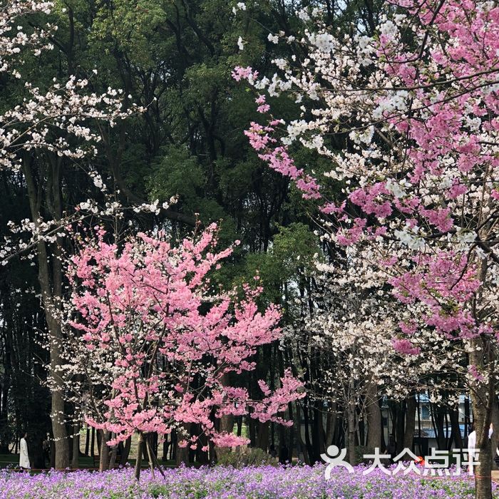 东湖磨山樱花园图片-北京植物园-大众点评网