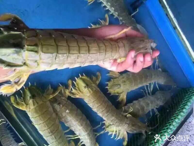 泰国赖尿虾