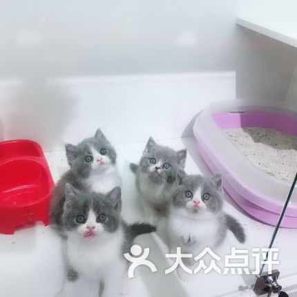 【喜喵喵】电话_地址_价格_营业时间_雍和宫